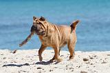 SHAR-PEI 623